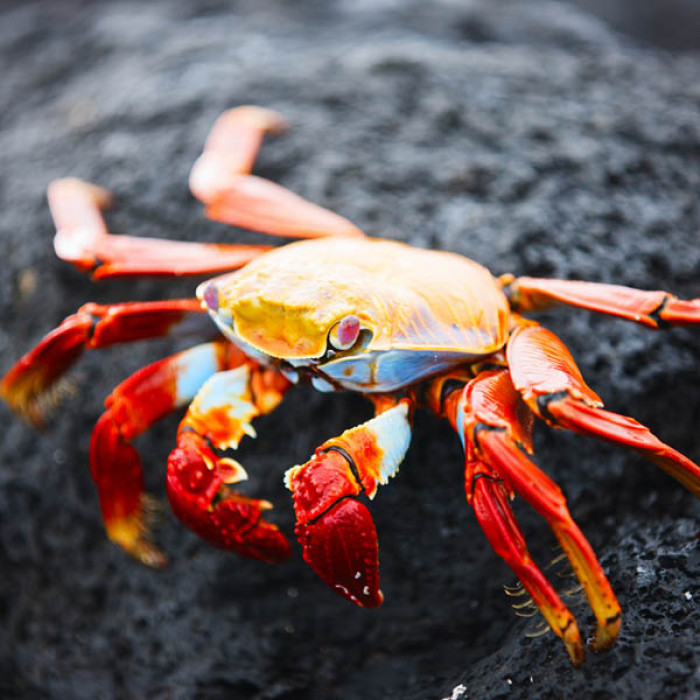 10 Different Types of Crabs & Their Characteristics You Should Know
