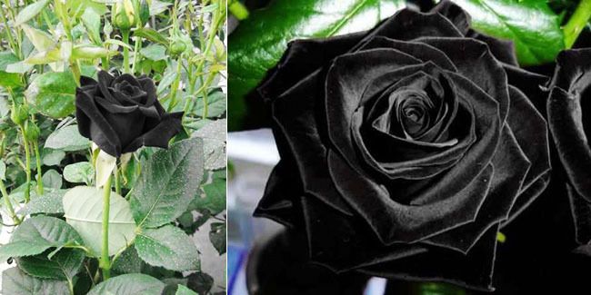 Top 5 Rare Roses From Around The World Stillunfold