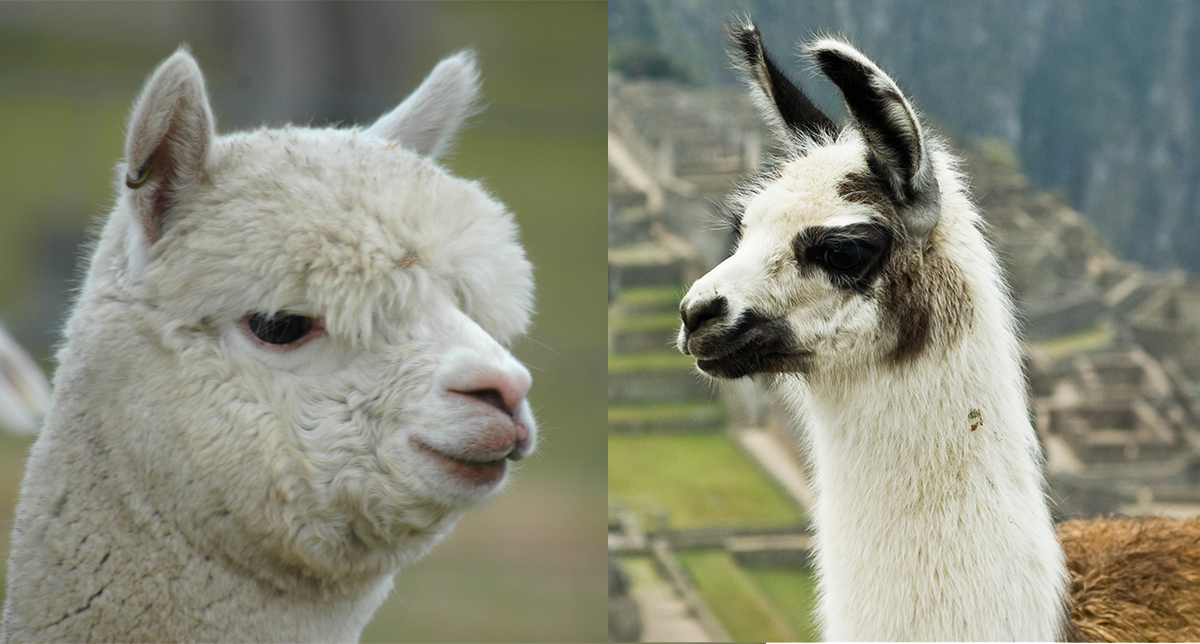 Alpaca Vs Llama - 8 Major Differences Revealed | Stillunfold
