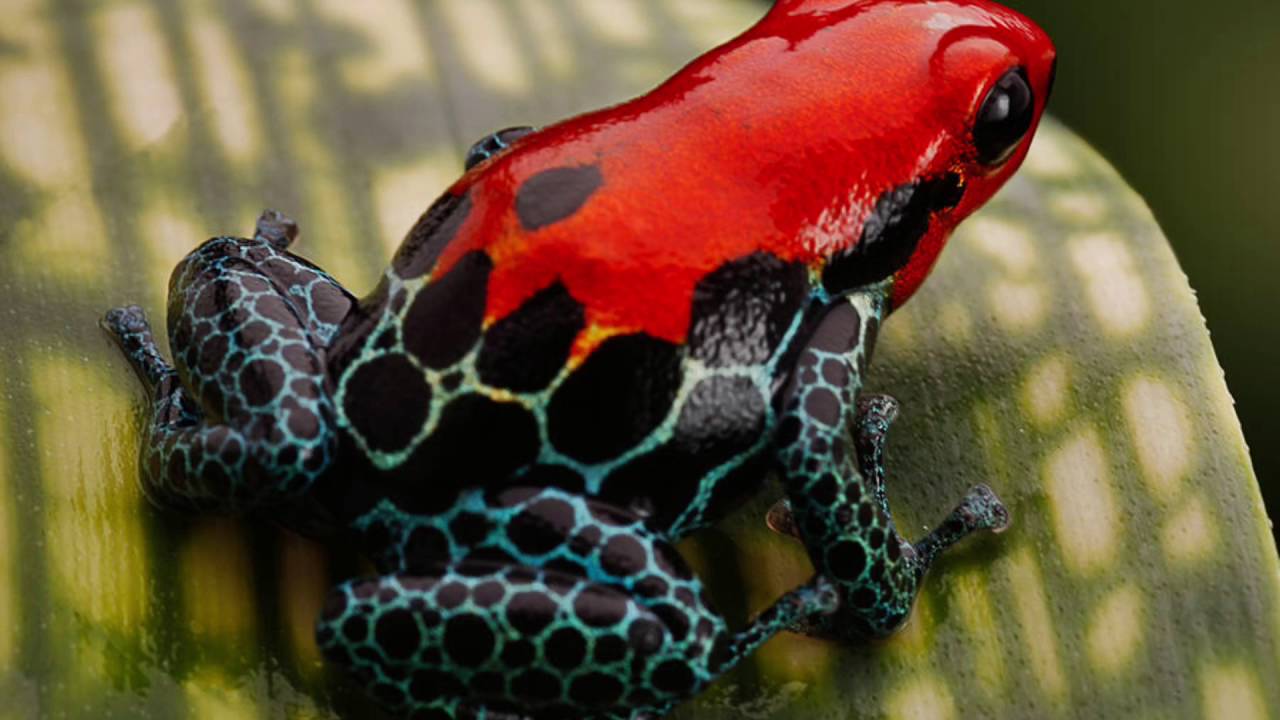 10 Facts About Beautiful And Deadly Poison Dart Frogs Stillunfold