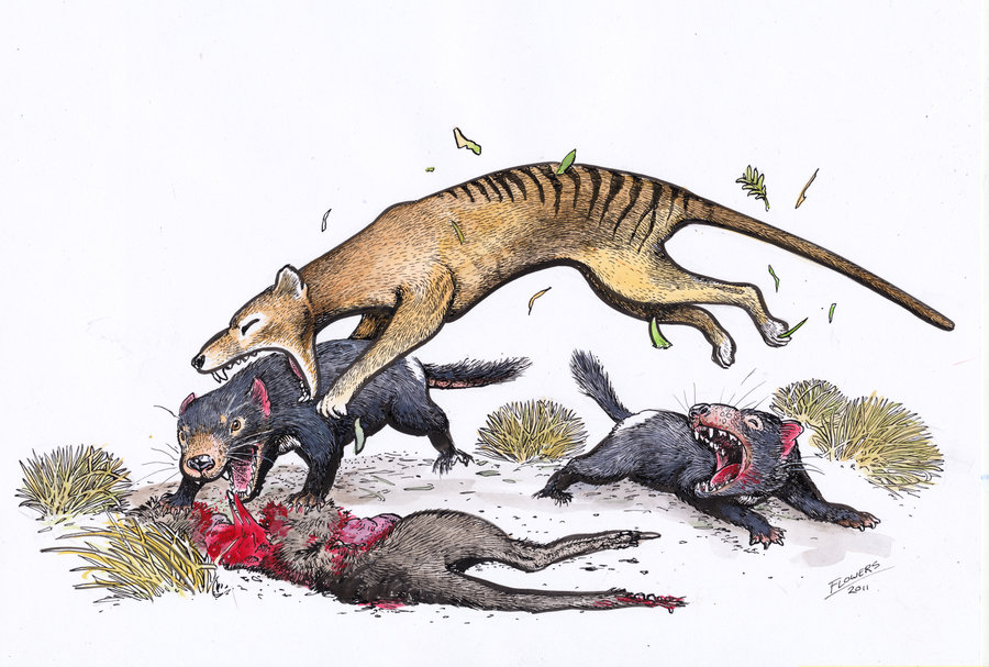 9 Lesser Known Facts About Thylacine A.k.a Tasmanian Wolf ...