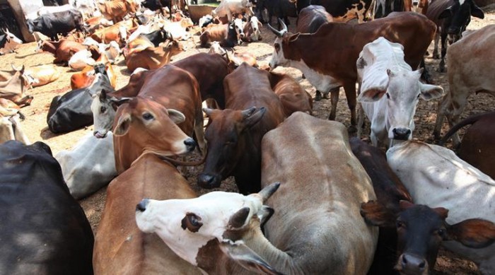 मोदी सरकार का कड़ा फैसला - पशुओं की खरीद-फरोख्त बूचड़खानों के लिए नहीं होगी