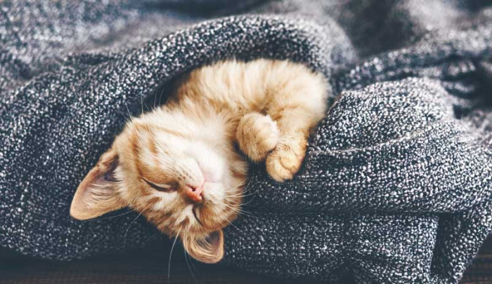 10 Adorable Cats Falling Asleep GIFs Which Will Make You Go Aww!