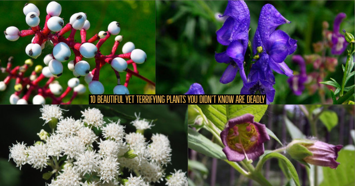 10 Beautiful Yet Terrifying Plants You Didn’t Know are Deadly