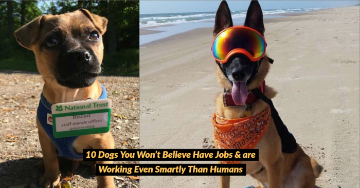 10 Dogs You Won’t Believe are Employed & are Doing a Great Job!
