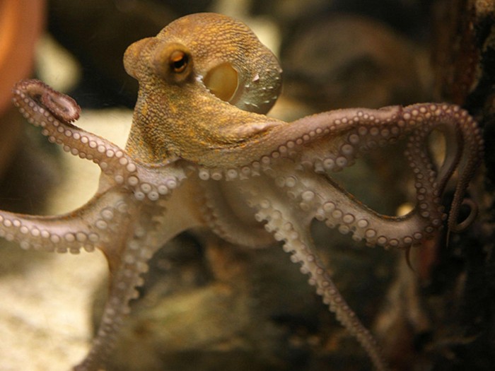 10 Facts About Tree Octopus That Will Soon Disappear