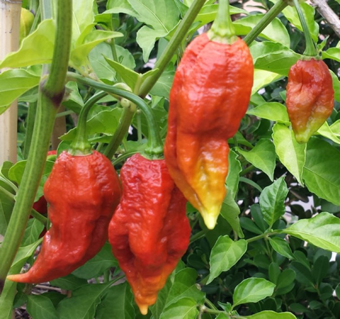 10 Hottest Peppers In The World