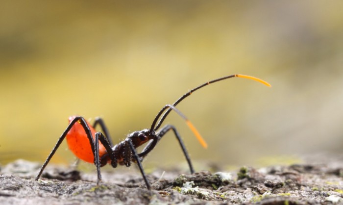 10 Interesting Facts About the Bloodsucking Insect Assassin Bug