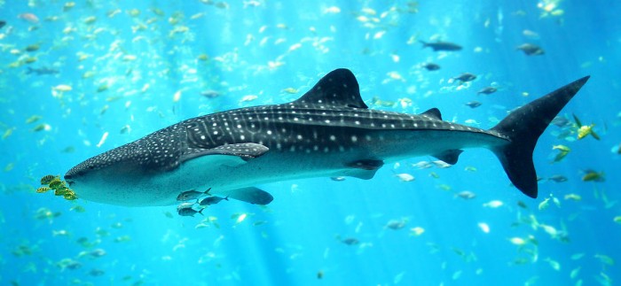 10 Largest Animals of Underwater Kingdom