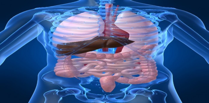 10 Largest Organs In Human Body Stillunfold