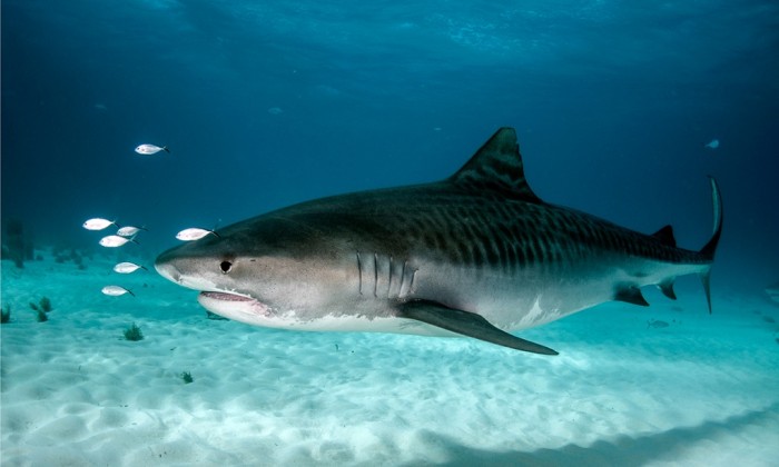 10 Largest Sharks On The Planet Earth