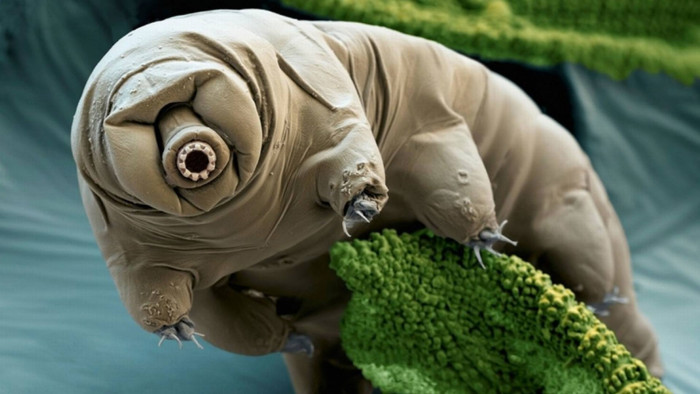 10 Lesser Known Facts About Water Bear