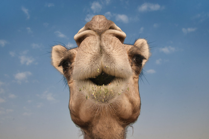 10 Most Beautiful Pictures Of Long Eyelashes Of Camel
