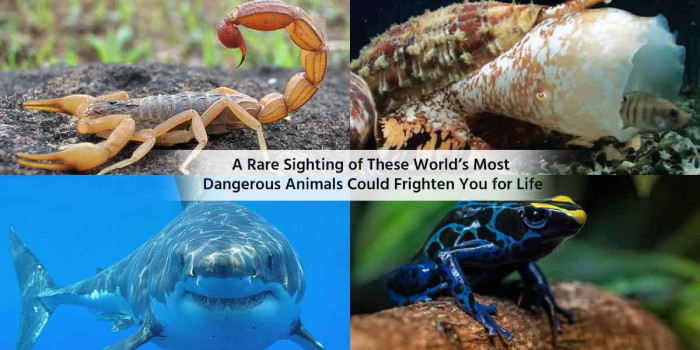 10 Most Dangerous Animals in the World That Could Take Your Life in Minutes