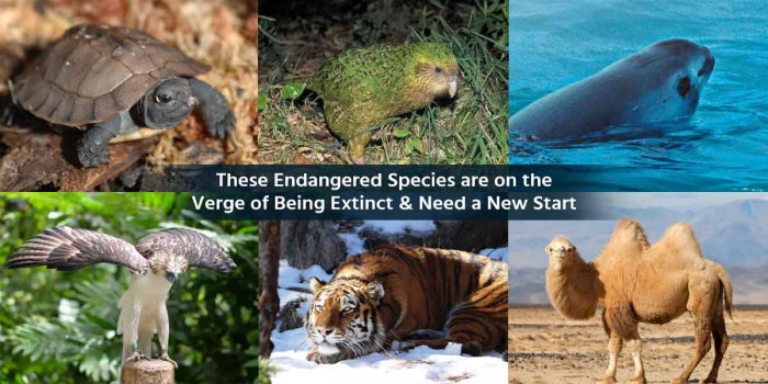 10 Most Endangered Species That Must be Protected Right Now