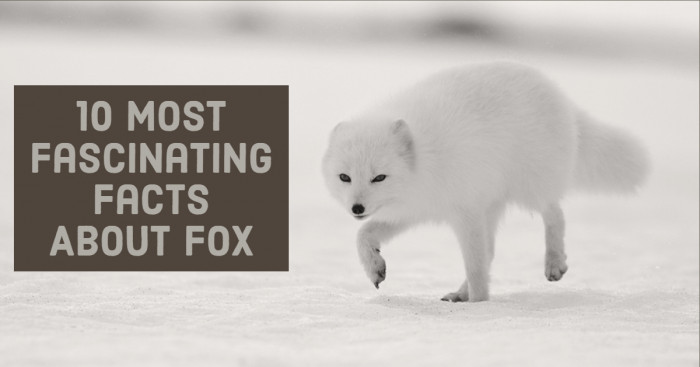 10 Most Fascinating Facts About Fox That Will Leave You Tongue Tied