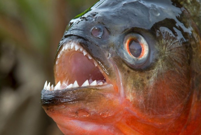 10 Most Horrifying Facts About Piranha