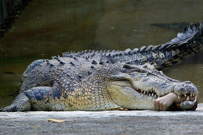 10 Most Lethal Crocodile Attacks Ever Recorded In History