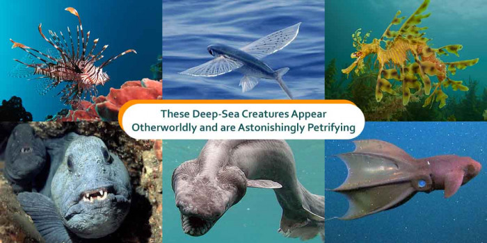 10 Sea Creatures That are Incredibly Unusual and Look Terrifying 