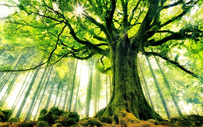 10 World’s Oldest Trees Present In The Mother Nature