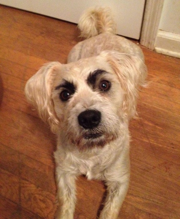 11 Ridiculous Dogs With Bizarre Eyebrows