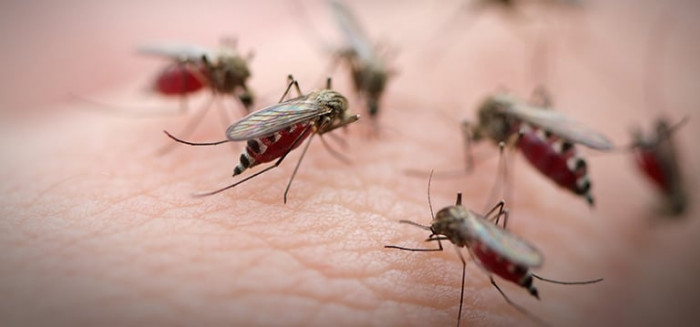 14 Facts About Mosquitoes & Ways to Prevent Yourself from Severe Diseases Their Bite Can Cause