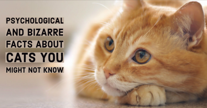 14 Psychological & Strange Cat Facts to Make You Fall in Love With Them