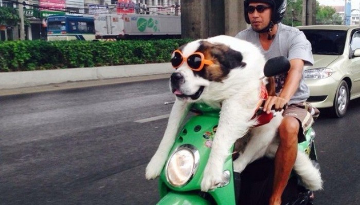 15 Funniest and Crazy Things that are Carried on Fashionable Bikes