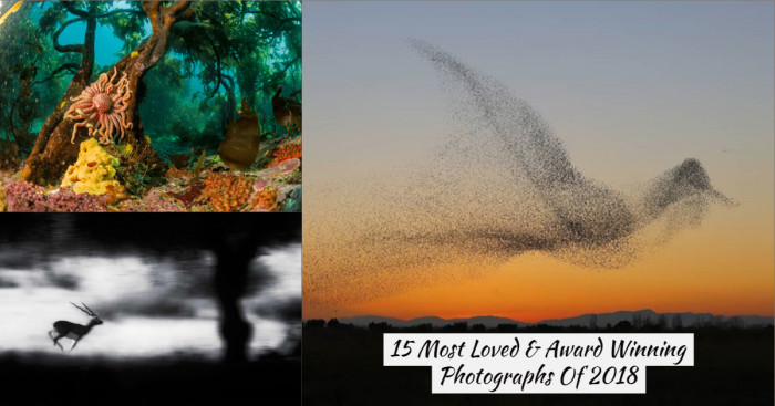 15 Most Loved & Award Winning Photographs Of 2018