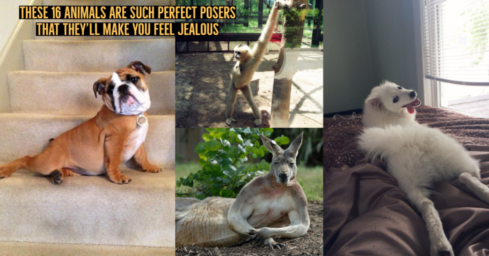 16 Animals Facing Camera & Posing Like Pros Will Make You Feel Jealous
