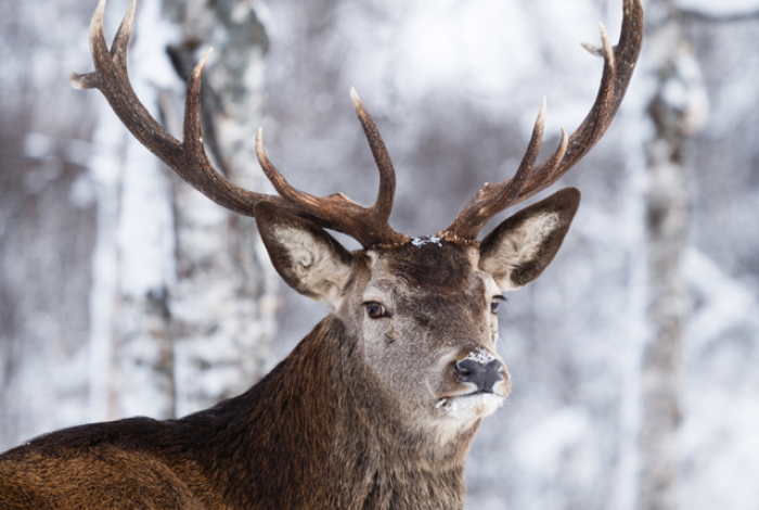17 Most Amazing Reindeer Facts to Quench Your Curiosity