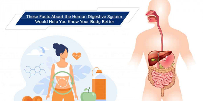 19 Human Digestive System Facts That are Not Known to Most of us Humans 