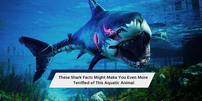 20 Shark Facts That Might Make You Even More Scared of This Aquatic Creature