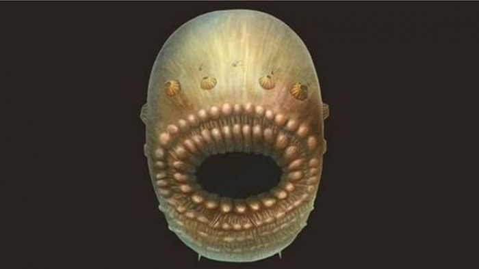 540 Million Years Old Oldest Human Ancestor Discovered In China