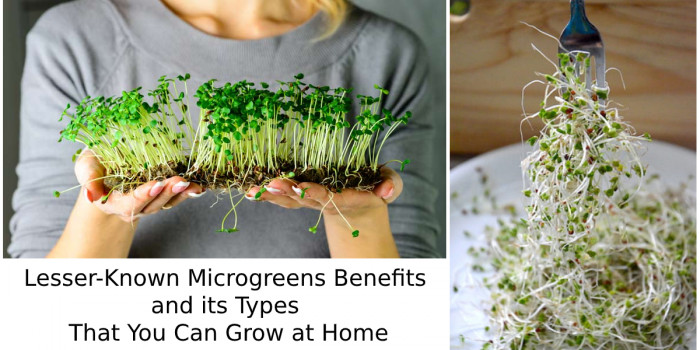 5 Amazing Benefits of Microgreens & Its Types That You Can Grow Indoors 