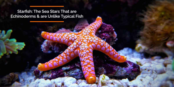 5 Fascinating Facts About the Starfish (Sea Stars) 