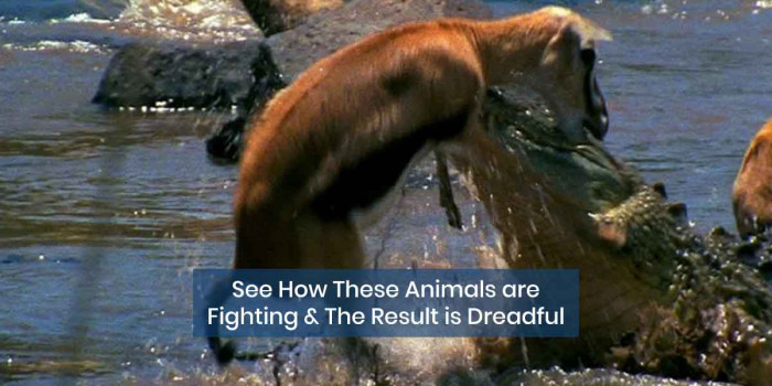 5 Frightful Clips of Aggressive & Dangerous Animal Fights - (Videos) |  Stillunfold