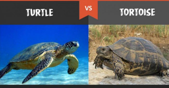 5 Major Differences Between Turtles and Tortoises