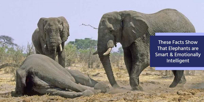 6 Interesting Facts That Prove Elephants are Intelligent & Emotional Like Humans