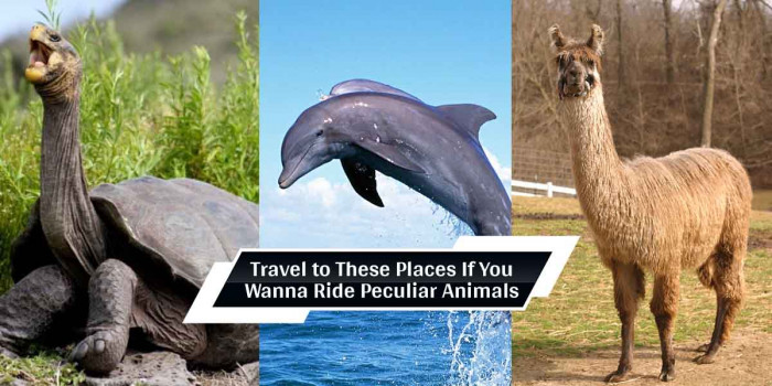 6 Places Where You Get to Ride Unique & Wonderful Animals