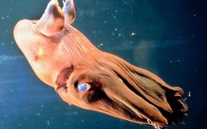 7 Amazing Facts About The Mysterious “Vampire Squid” From Deep Sea