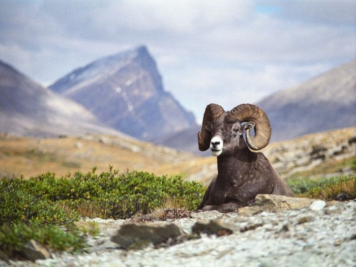 13 Interesting Facts About the Male Bighorn Sheep ‘Ram’