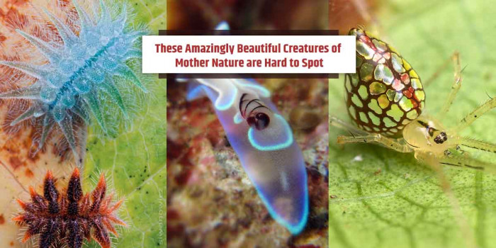 7 See-Through Creatures of Mother Nature That Look Totes Amazing