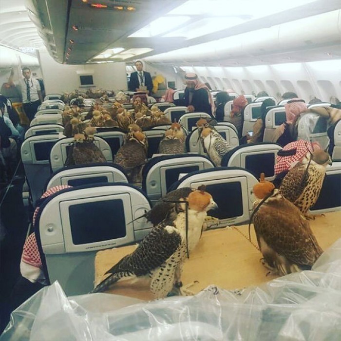 80 Falcons Take A Flight In Commercial Airline – Here’s How