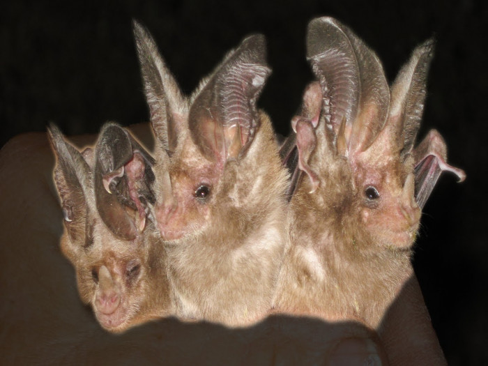 8 Badass Bat Species Who Can Take The Hell Out Of You