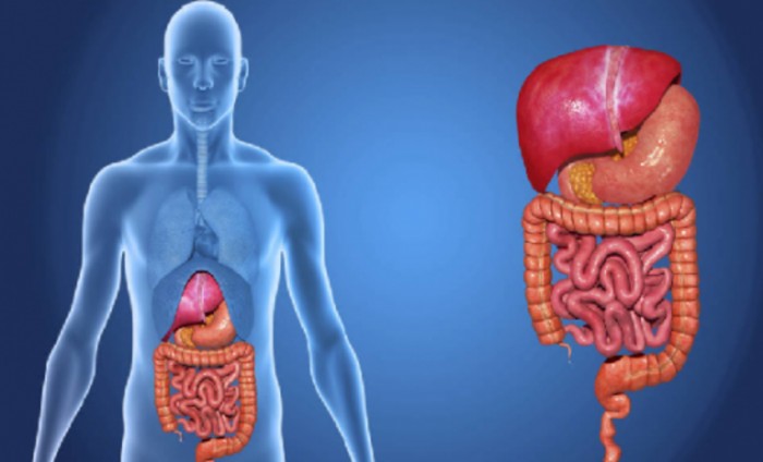 8 Lesser Known Facts About Digestive System