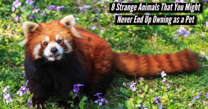8 Strange Animals That You Might Never End Up Owning as a Pet