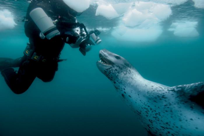 8 Thrilling & Fascinating Facts About Leopard Seals