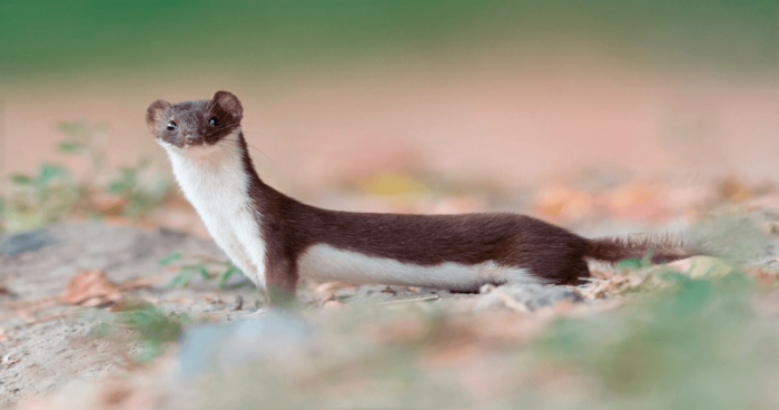 9 Surprising Facts That Furry Weasel Hides Under Its Tail  