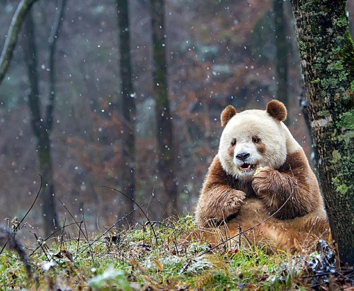 A Heartwarming Story Of The World’s Only Brown Panda